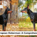 American-vs-European-Doberman