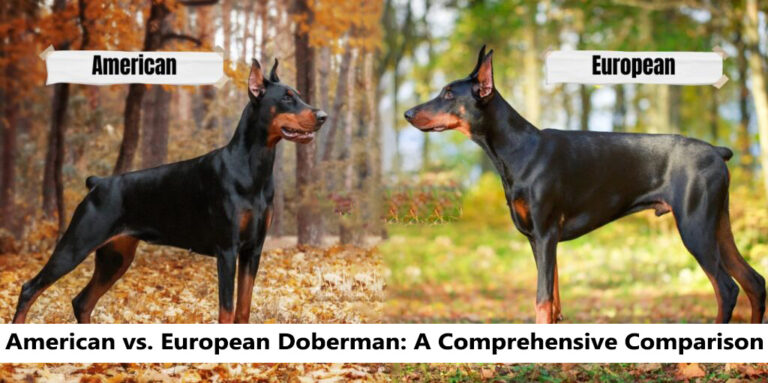 American vs. European Doberman: A Comprehensive Comparison