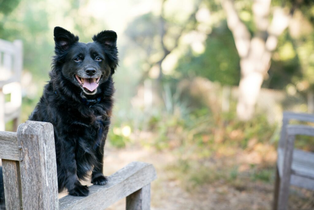 Black German Shepherds