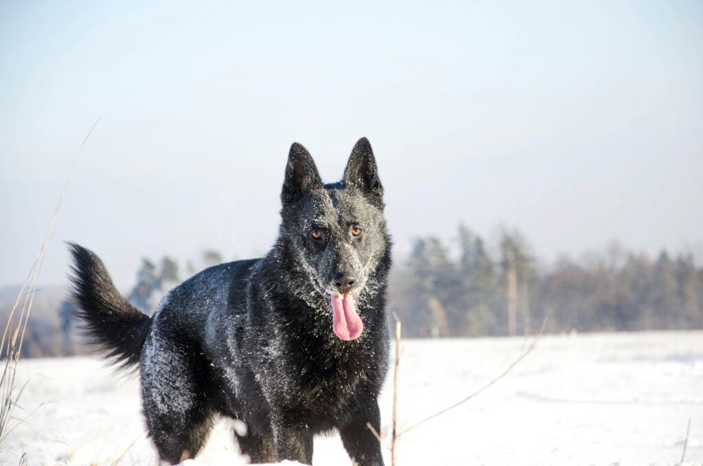 Black German Shepherds