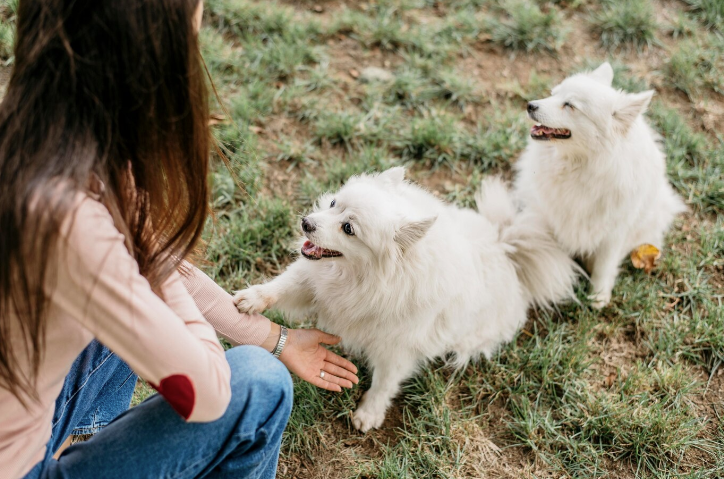 Breeding Great Pyrenees