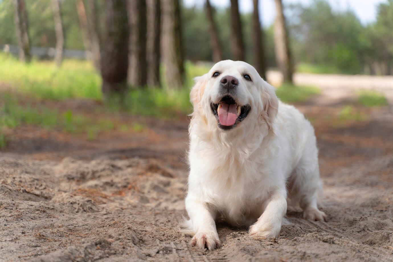 Breeding Great Pyrenees