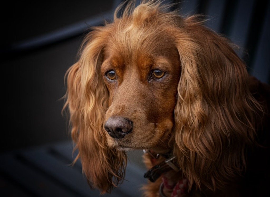 Cocker Spaniel Colors