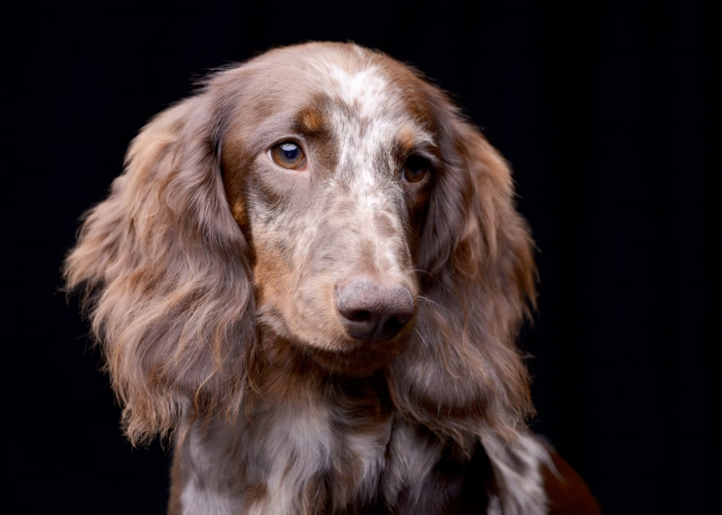 Cocker Spaniel Colors