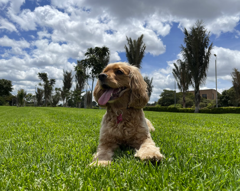 Cocker Spaniel Colors  