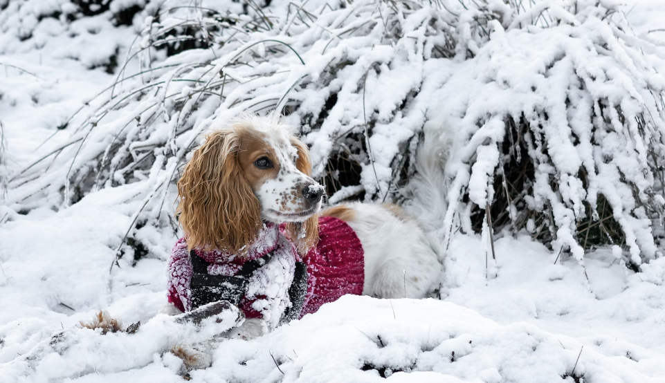 Cocker Spaniel Colors