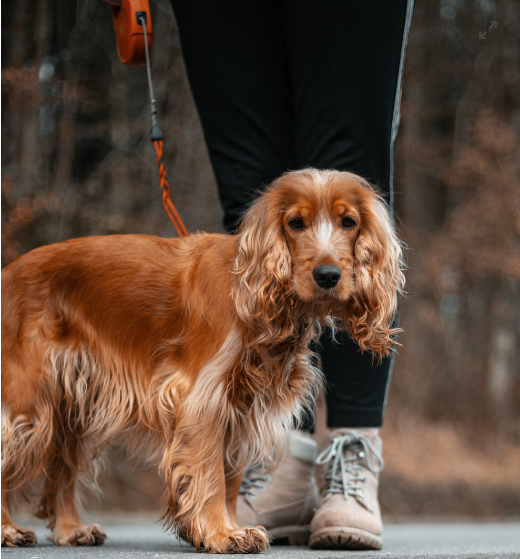 Cocker Spaniel Colors