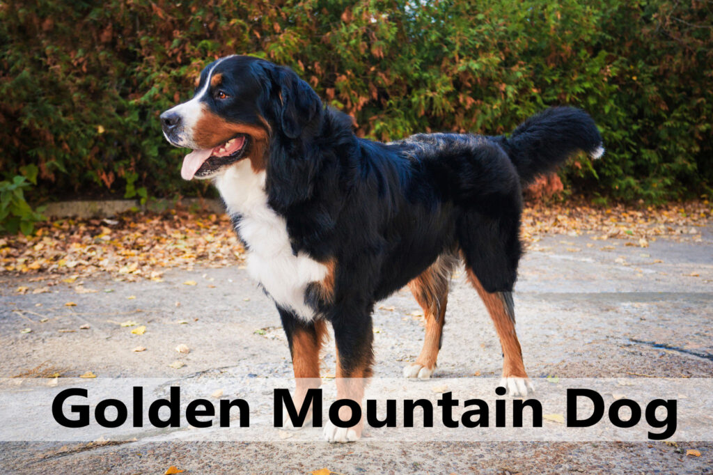 Golden Mountain Dog