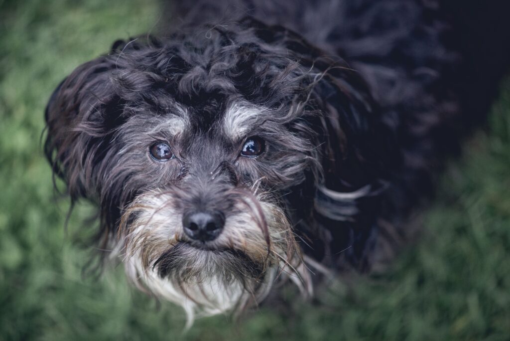 Schnauzer Poodle Mix Breeders
