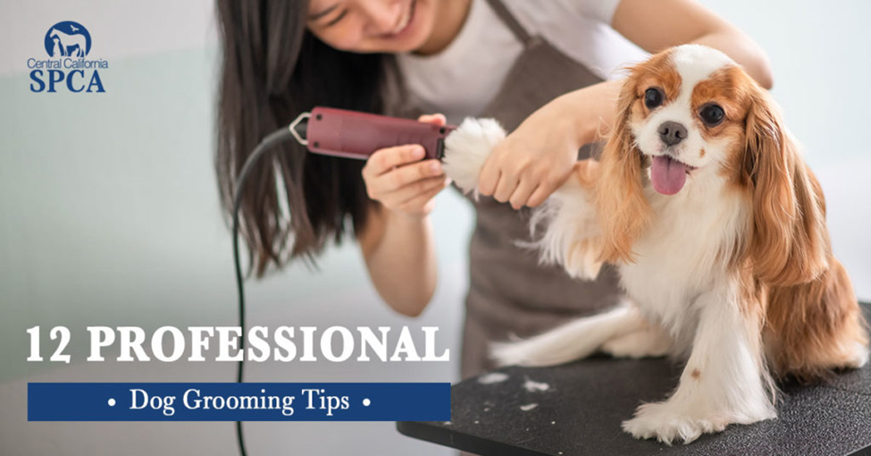 dog grooming