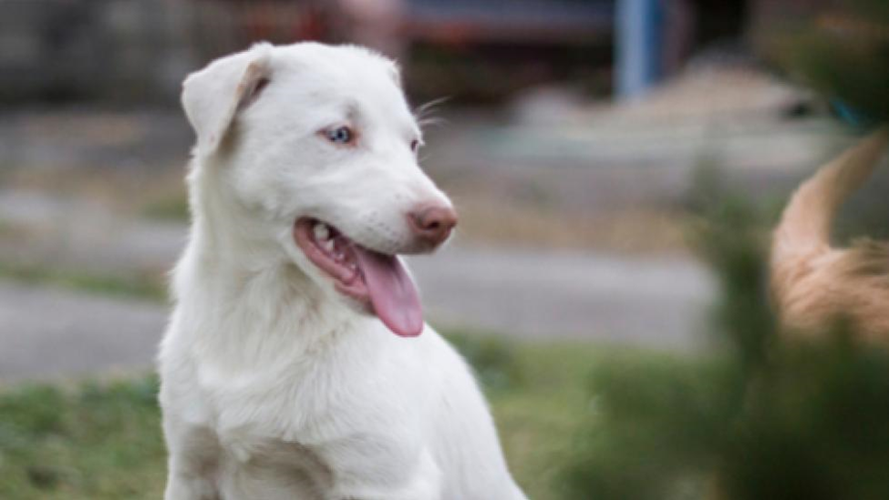 albino dog