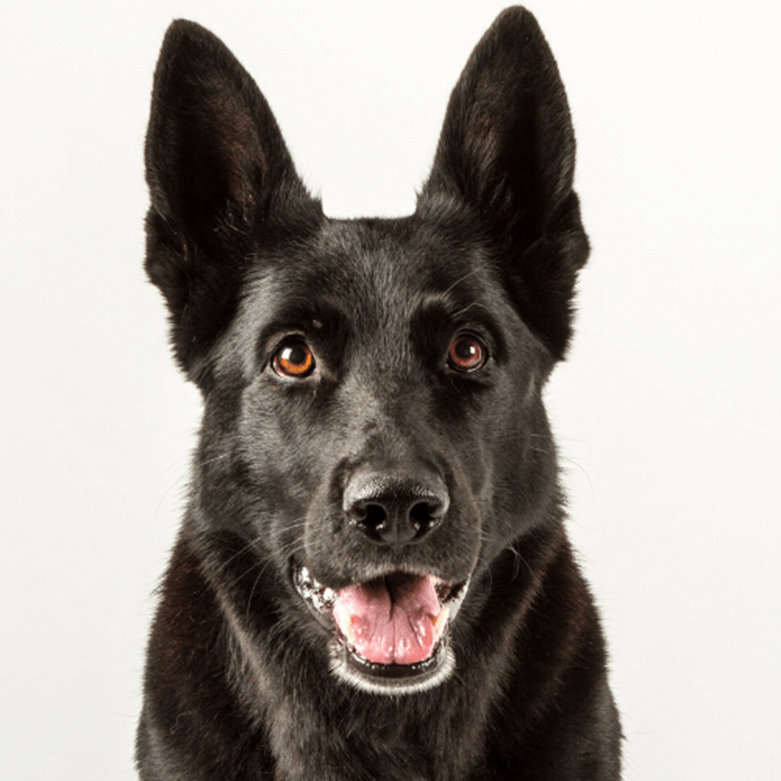 black german sheperd