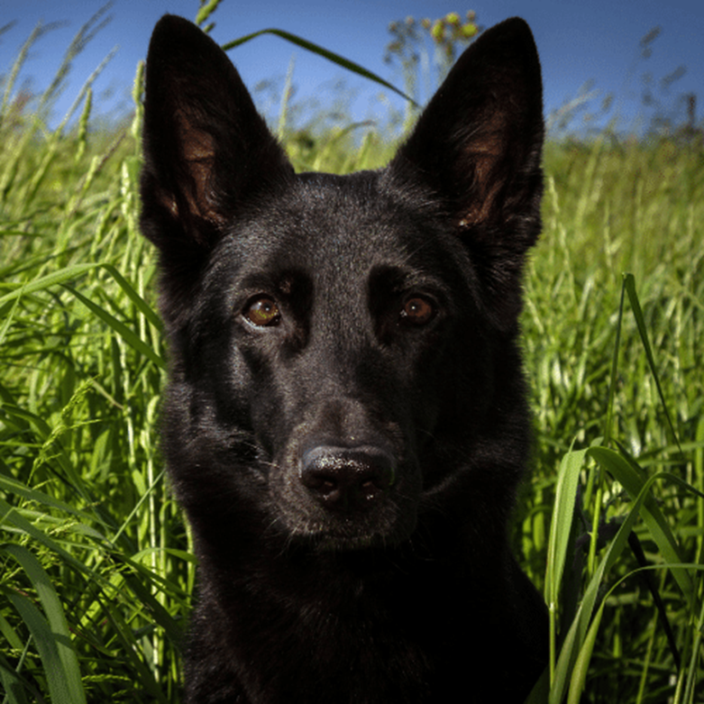 Black German Shepherd