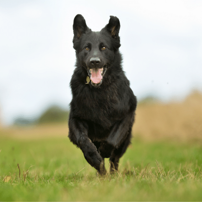 Black German Shepherd