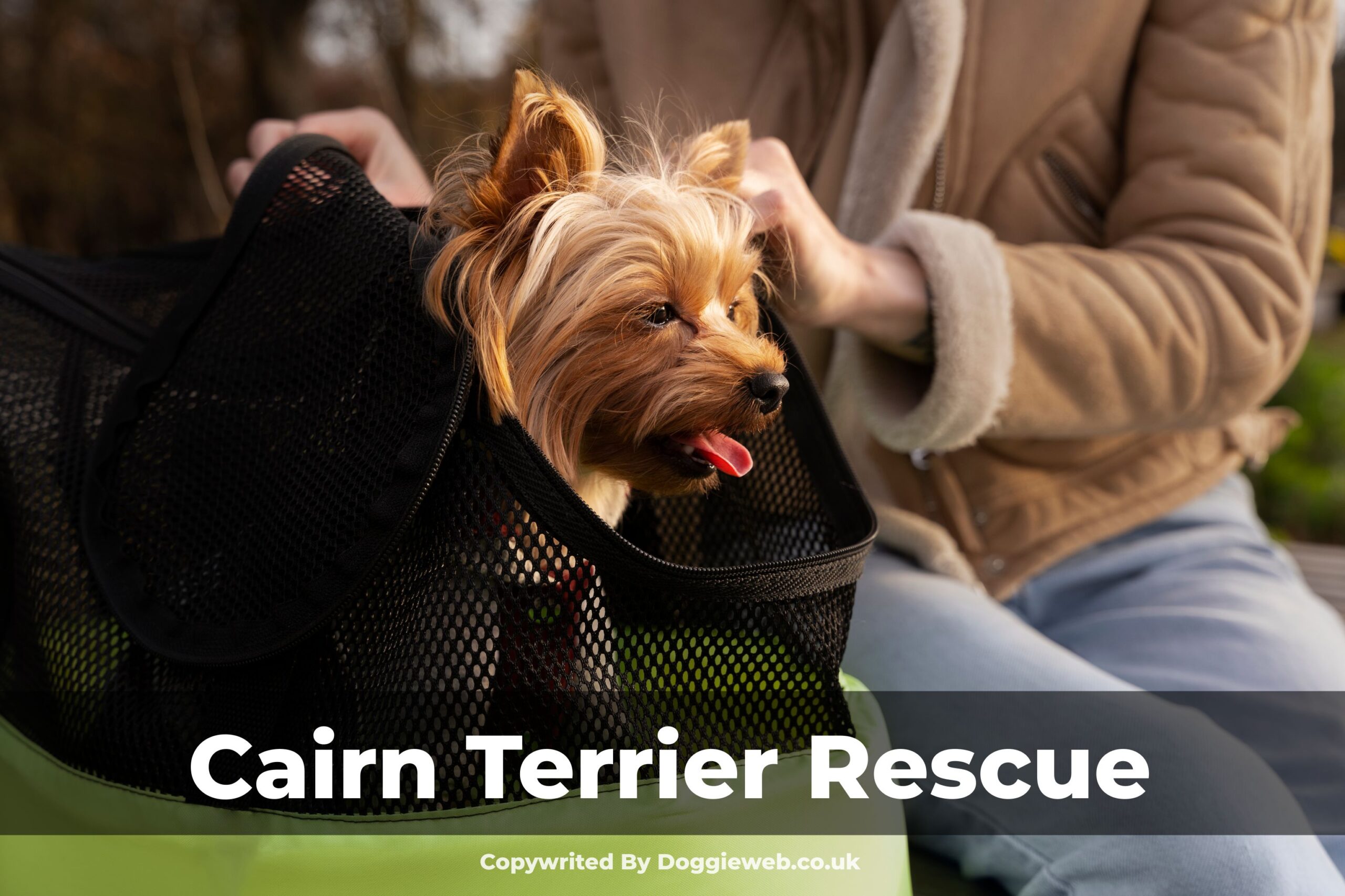 Cairn Terrier Rescue