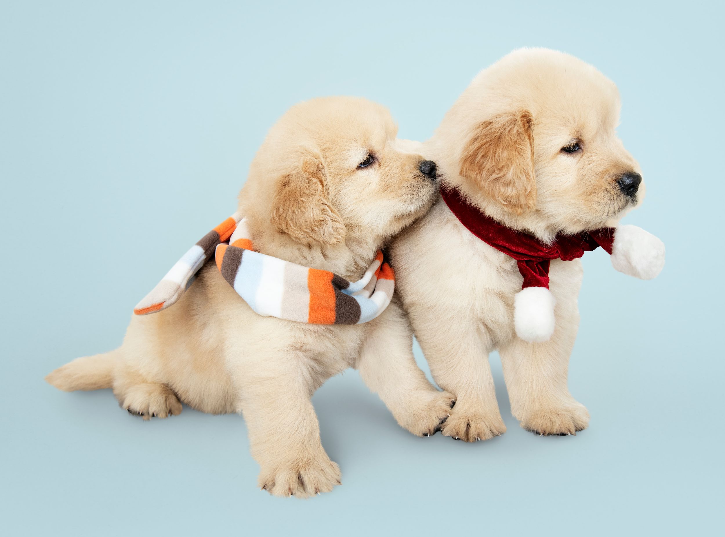 Fox Red Lab Puppies