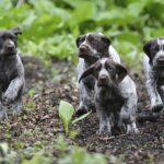 blue german shorthaired point