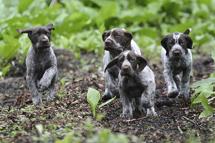 blue german shorthaired point