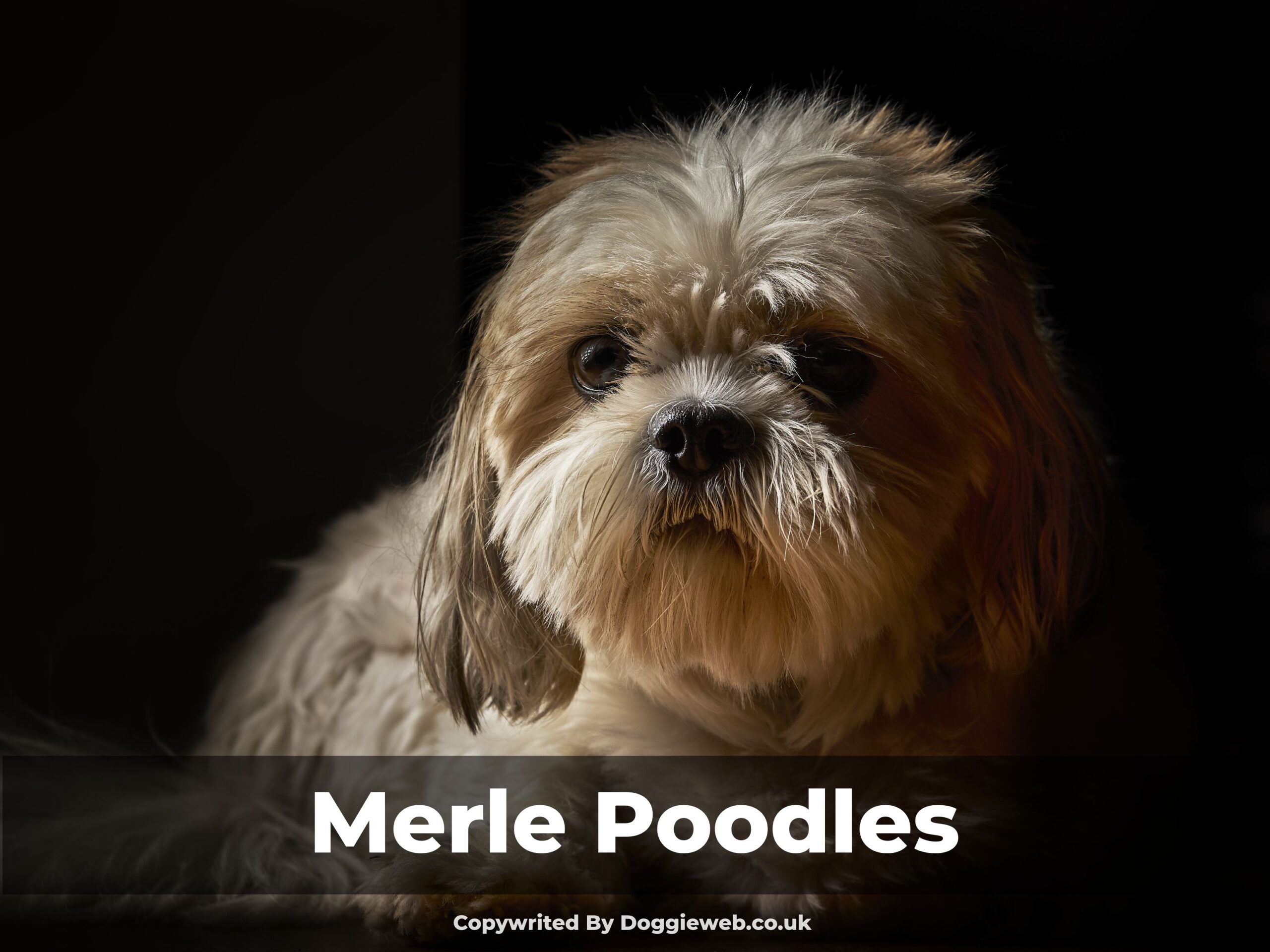 Merle Poodles