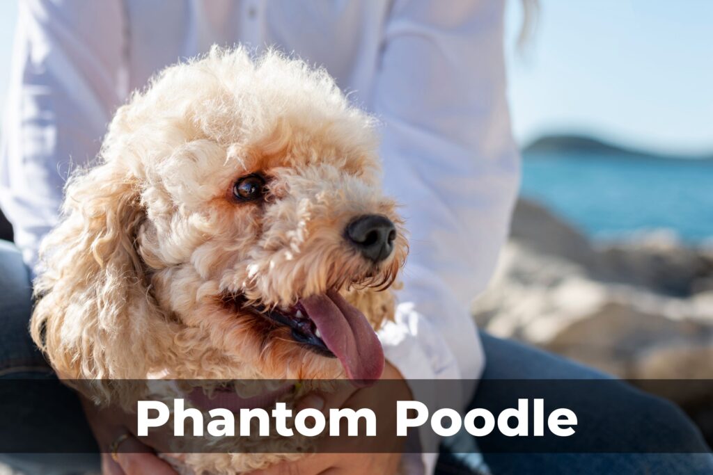 Phantom Poodle