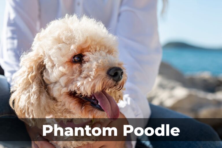 Phantom Poodle: Discover Their Unique Charm