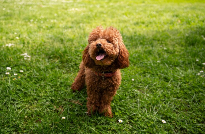 Snickerdoodle Dog 