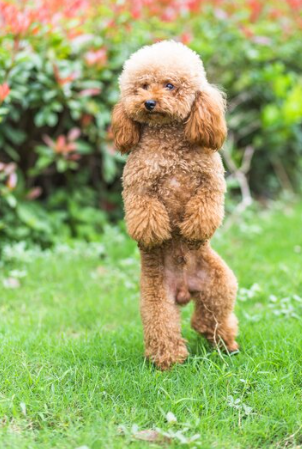 Snickerdoodle Dog