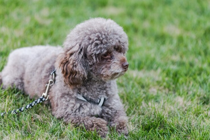 Snickerdoodle Dog