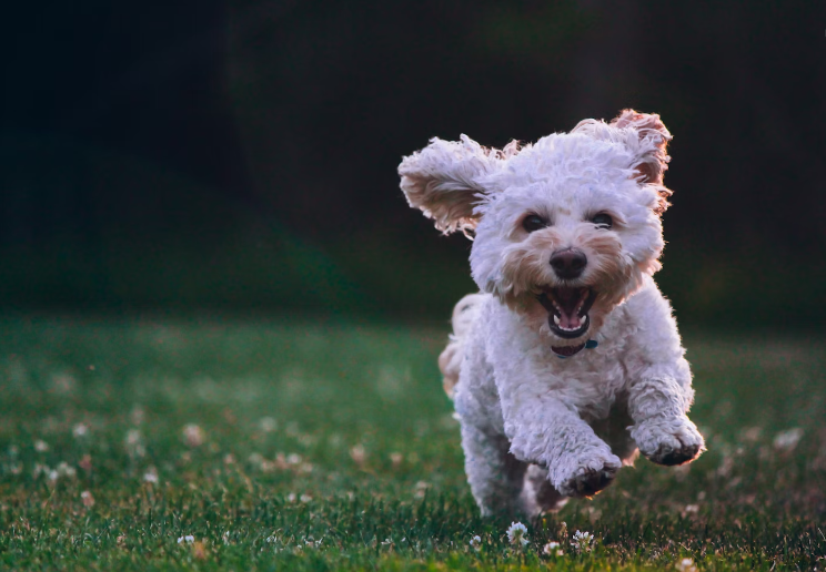 Snickerdoodle Dog