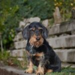 Wire Haired Dachshund Puppies