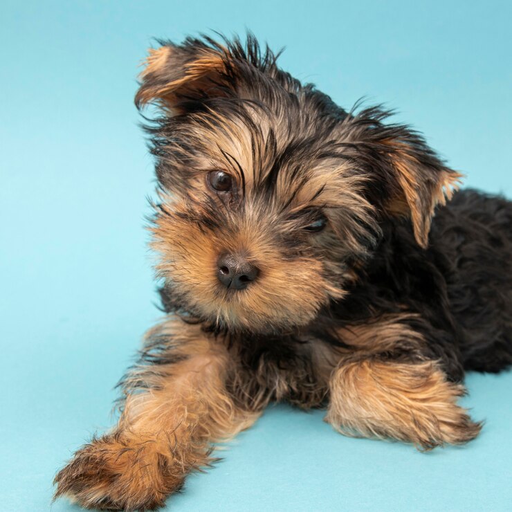 Wire Haired Dachshund Puppies