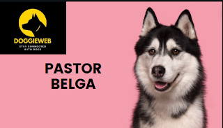 The Belgian Shepherd: The Multifaceted Pastor Belga 2024