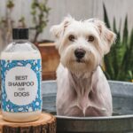 Best Shampoo for Dogs