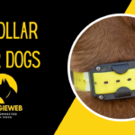 E Collar For Dogs