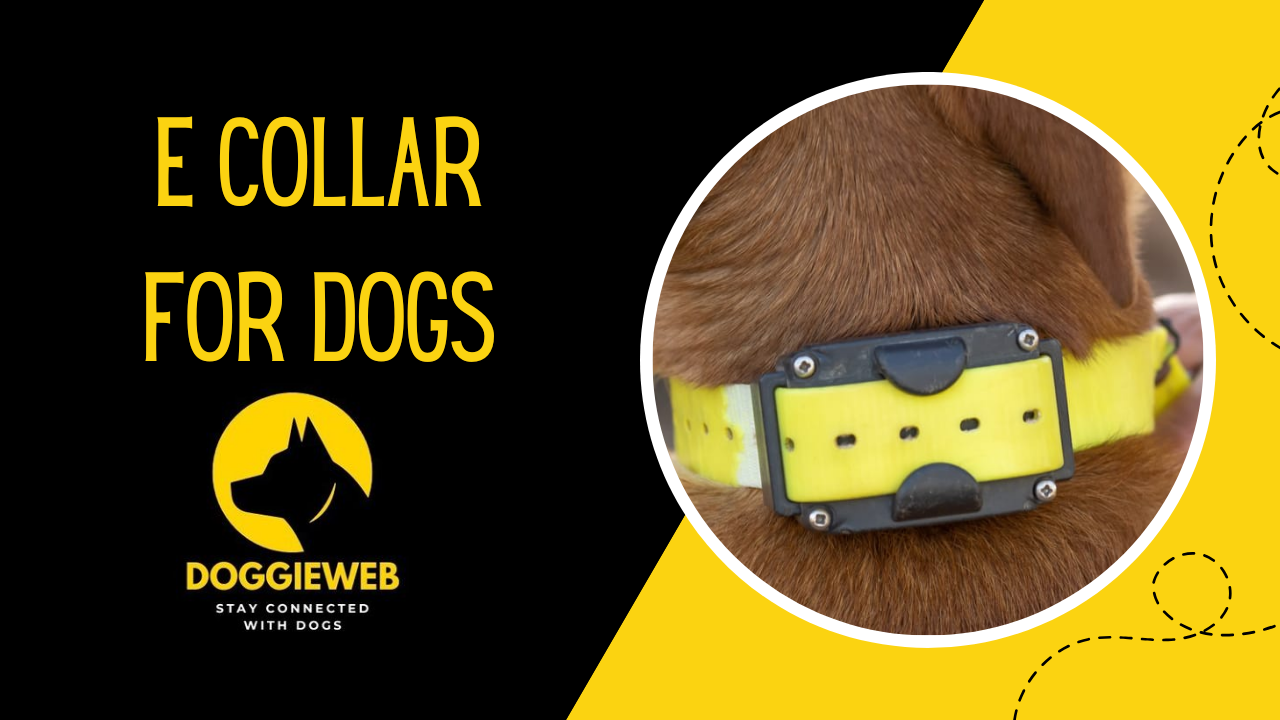 E Collar For Dogs