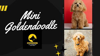 Mini Goldendoodle