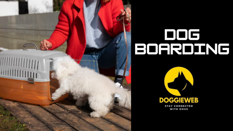 A Comprehensive Guide to Dog Boarding: What Every Pet Owner Should Know 2024