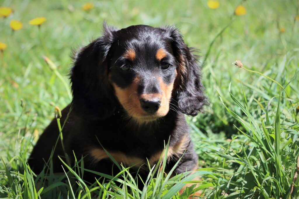 Sausage Dog Names