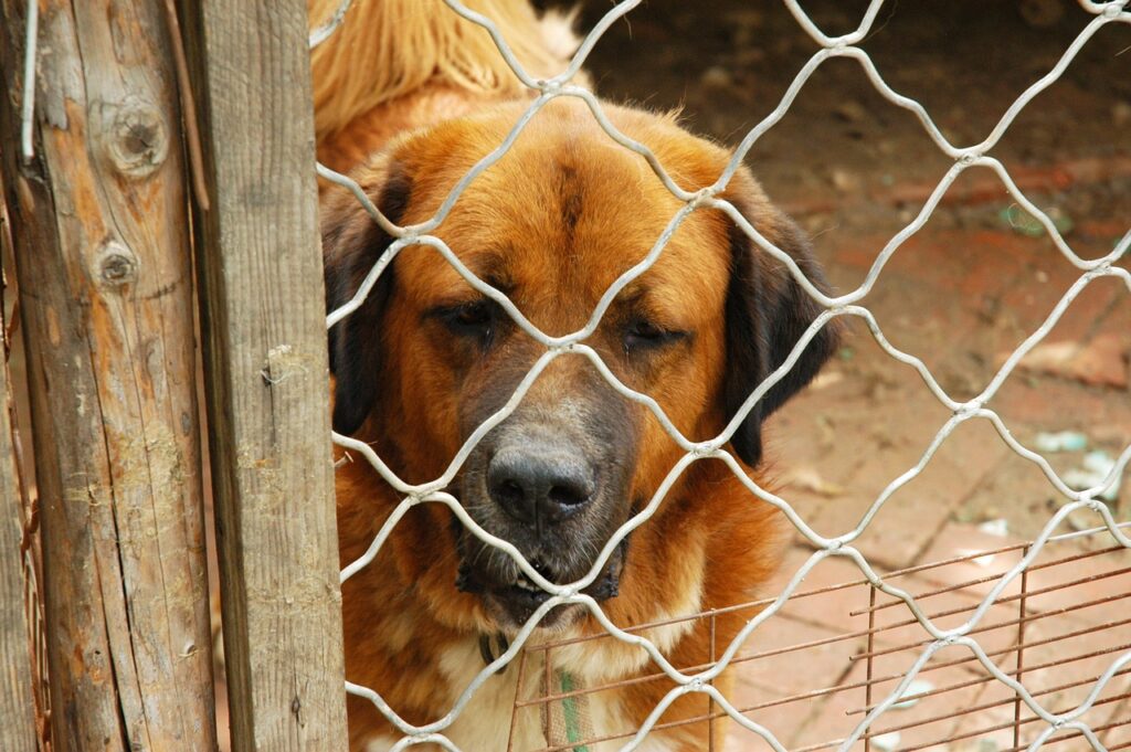 Dog Kennels Near Me