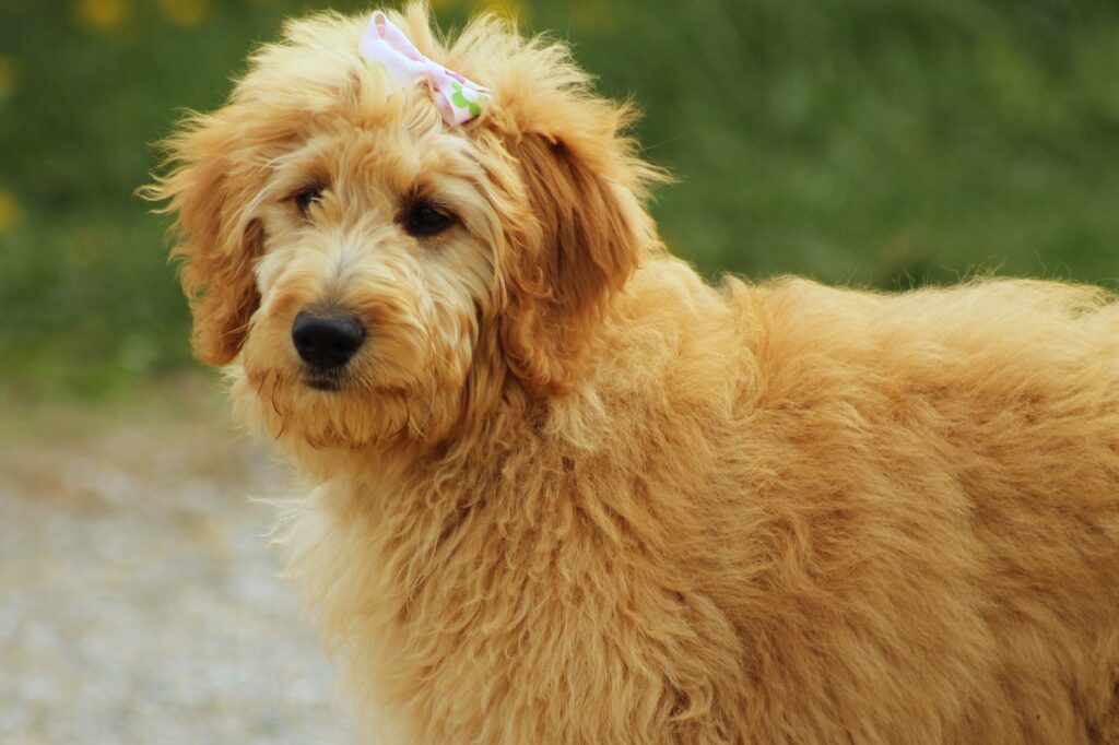 Goldendoodle Hairstyles