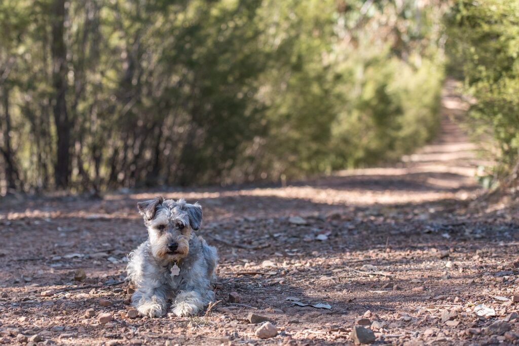 Schnoodle