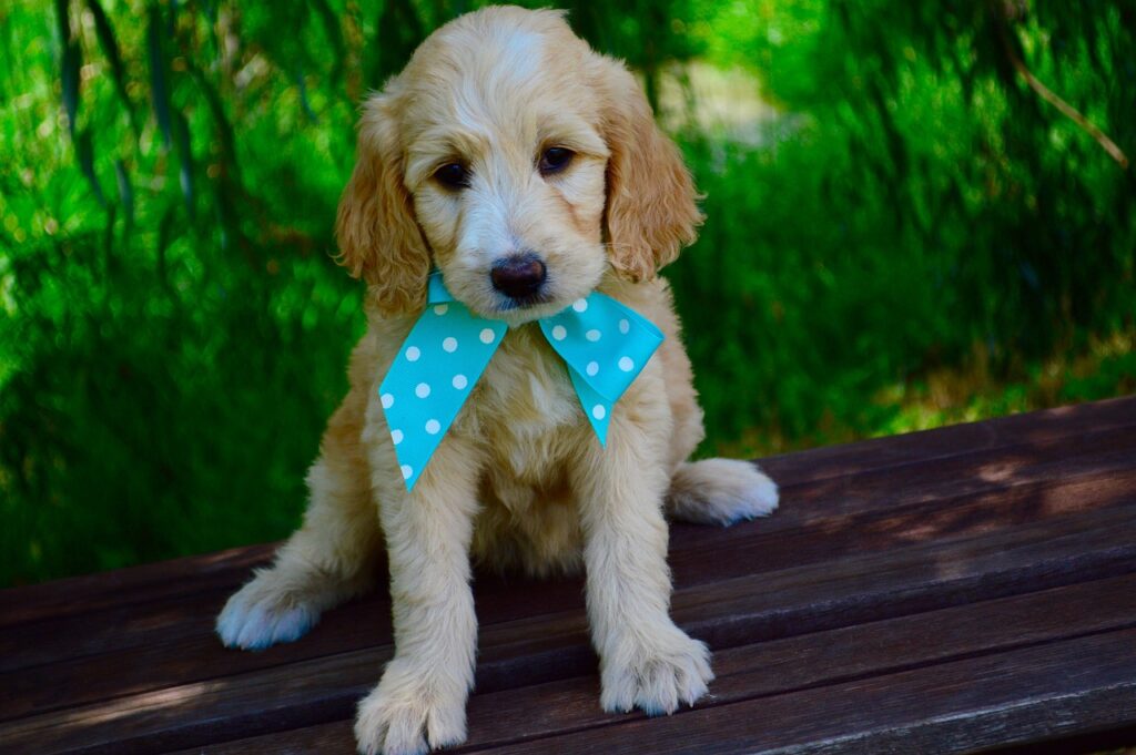 Goldendoodle Hairstyles