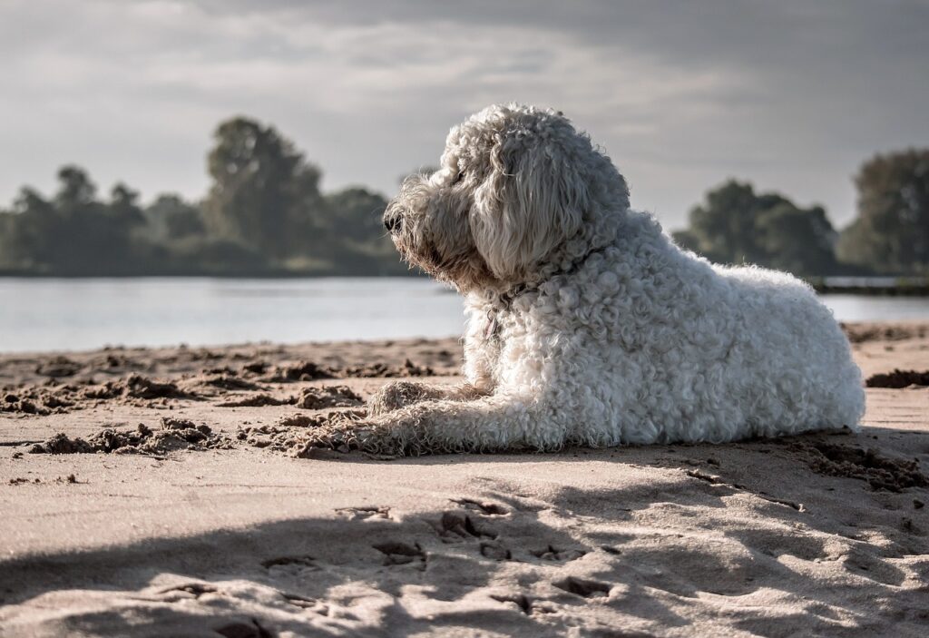 Goldendoodle Hairstyles