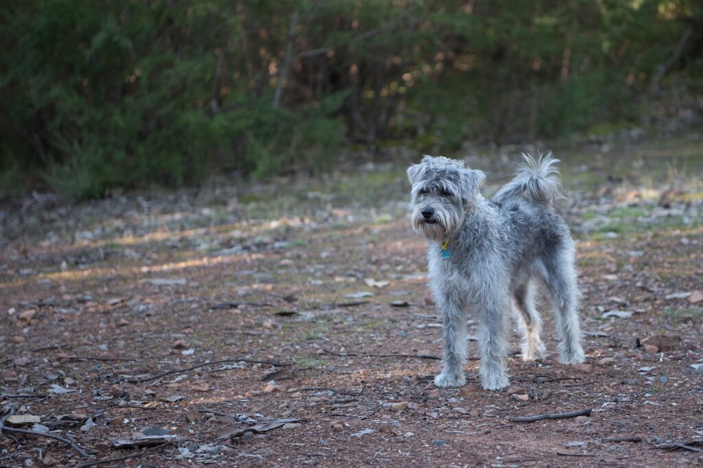 Schnoodle