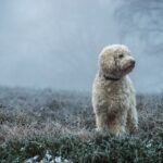 Goldendoodle Hairstyles