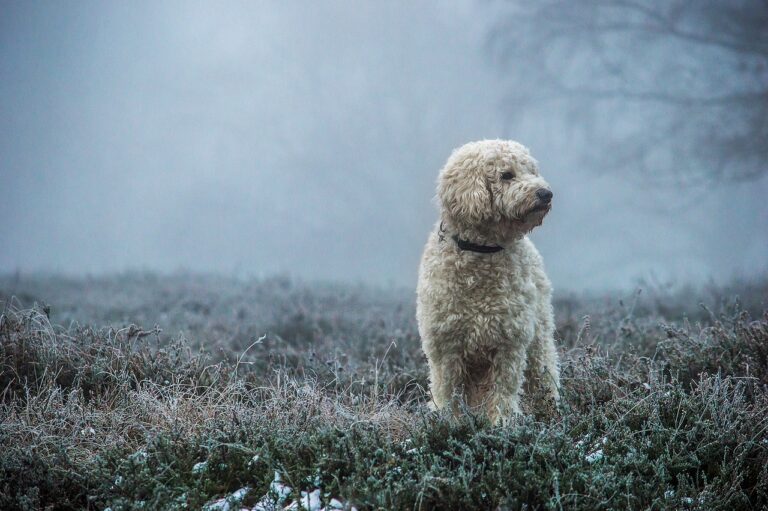 Goldendoodle Hairstyles