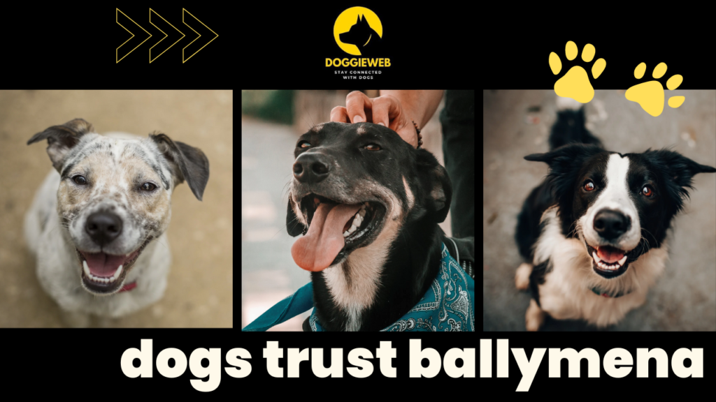 dogs trust ballymena