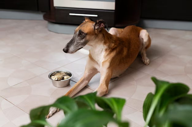 Can Dogs Eat Parsnips