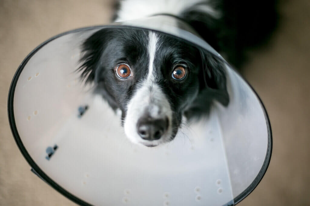 Dog Cone