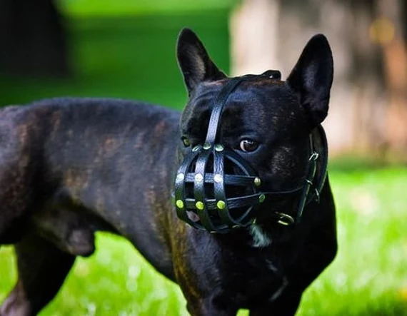 French Bulldog Muzzle